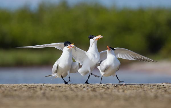 Renowned Wildlife Photographer Publishes Stunning Collection Of Exceptional Images