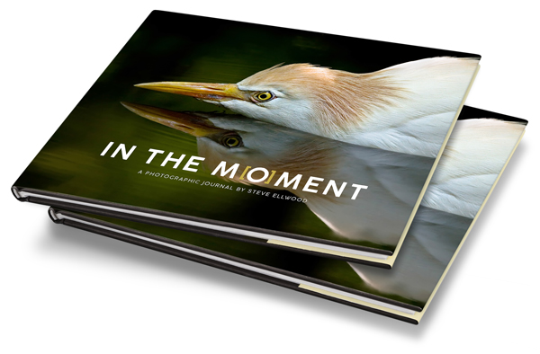 Renowned Wildlife Photographer Publishes Stunning Collection Of Exceptional Images