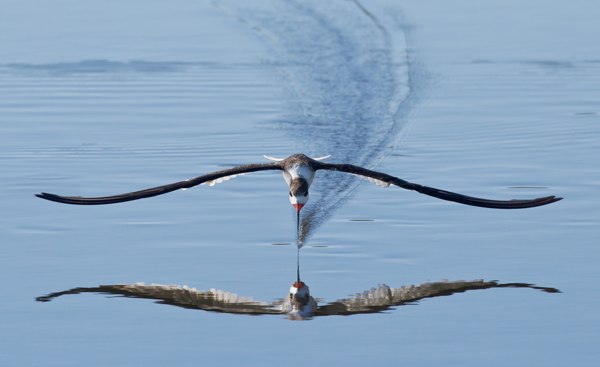 Renowned Wildlife Photographer Publishes Stunning Collection Of Exceptional Images